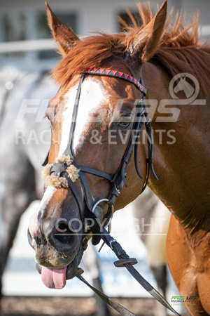Ffos Las Race Evening - 14th May 2019  -  Race 1 - LARGE -14
